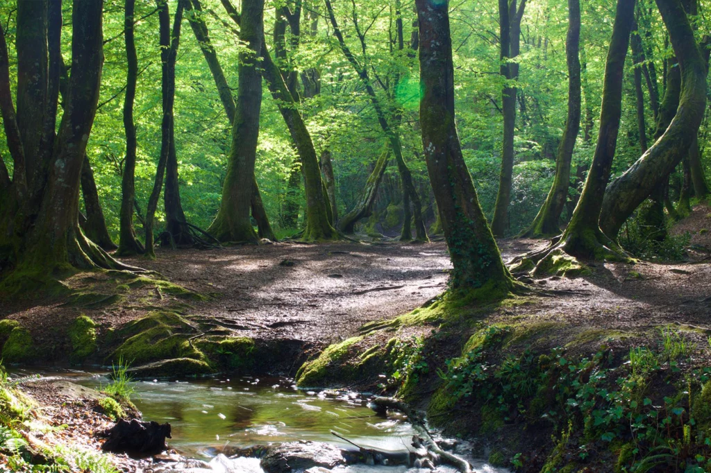 camping_broceliande_bois